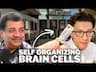 Groundbreaking Study Recreates Brain Circuit in a Dish